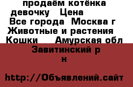 продаём котёнка девочку › Цена ­ 6 500 - Все города, Москва г. Животные и растения » Кошки   . Амурская обл.,Завитинский р-н